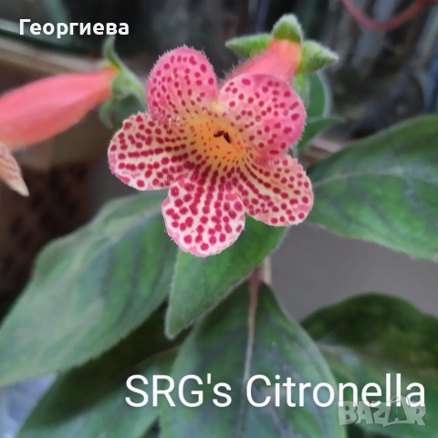 колерия растения , снимка 3 - Стайни растения - 51619779