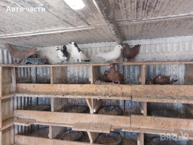 пазарджишки високолетачи.със добри полети, снимка 15 - Гълъби - 41818427