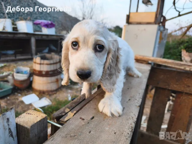 Продавам мъжки кокер шпаньола, снимка 3 - Други животни - 55877630