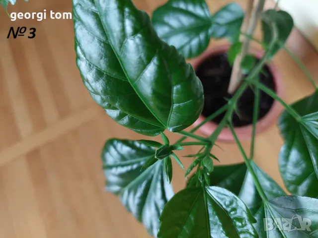 Китайска роза 20-25 лв., снимка 6 - Стайни растения - 49127632