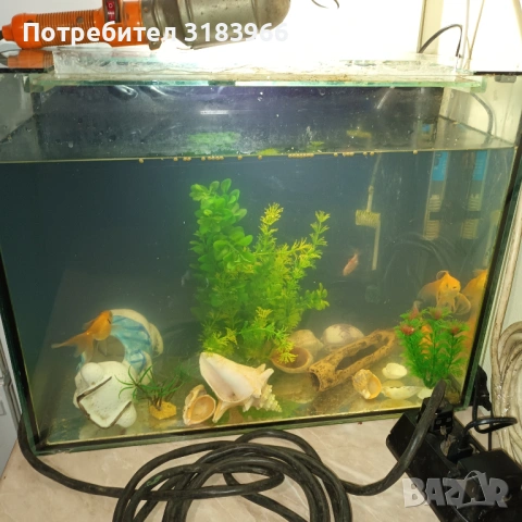 голям аквариум с рибки оборудван 50 х 40 х 24, снимка 8 - Аквариуми - 53830698