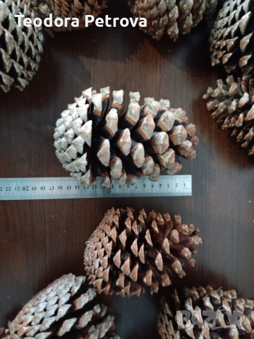 Шишарки от Черен, Бял и Морски бор, и смърч за декорация, снимка 8 - Други услуги - 53606309