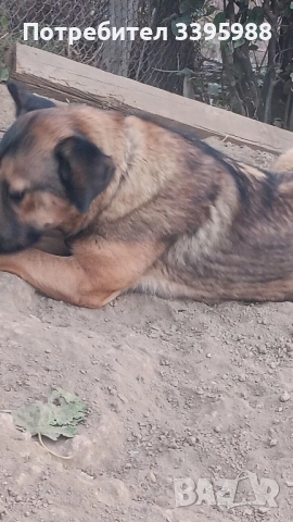 Подаряваме куче