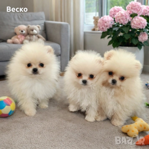 Померан мини мъжки 
