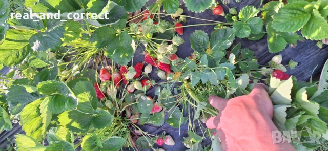 НЕВЕРОЯТЕН СВЕЖ РАЗСАД Ягоди и Малини от Произведител, снимка 6 - Разсади - 53487031