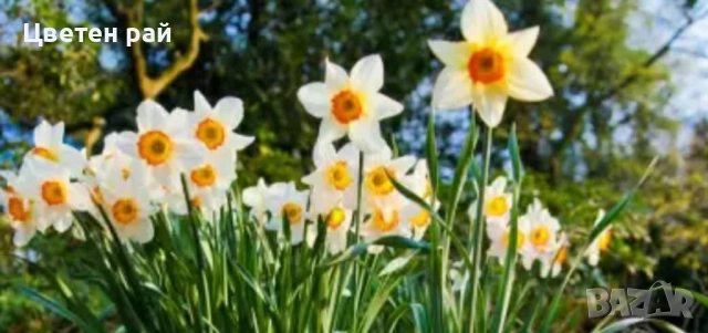 Луковици на нарциси микс 10бр , снимка 3 - Градински цветя и растения - 51559441