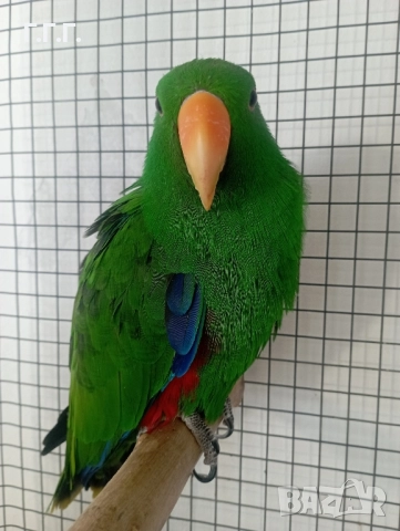 Мъжки еклектус , снимка 3 - Папагали - 49383469