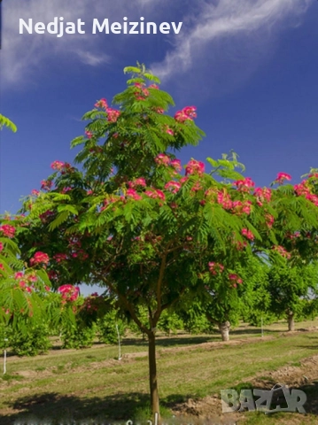 Албиция фиданки