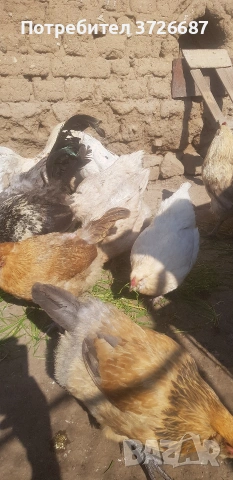 Сини яйца от Амераукана, снимка 4 - други­ - 53863985