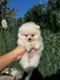Кученца померан , снимка 2
