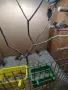 Продавам амадини , снимка 8