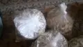 Сушена манатарка , снимка 4