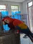 Парот център Бургас продава кротка женска ара макао , снимка 4