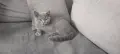 Британски котки, снимка 2