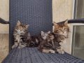 Мей кун мъжки и женски котенца, снимка 1