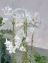 Луковици от Бял Крем (Мадонска Лилия / Lilium Candidum), снимка 1