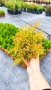 Западна туя Рейнголд (Thuja occidentalis Rheingold), студоустойчива, снимка 15