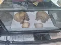 продавам терариум с декорация към него., снимка 5