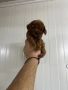 Той пудел / toy poodle, снимка 2