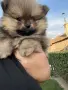 2 мъжки померана, снимка 6