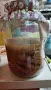 Домашна Комбуча чаена Гъба scoby (Скоби) + Стартер течност за напитка, снимка 1