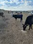 продавам телета, снимка 2