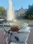 Малтипу момче Teacup / Maltipoo F1 / пудел Teddy mini тъкап, снимка 2