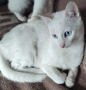 бяло мъжко коте, сини очи, 5 мес., снимка 5