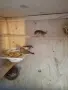 Продавам работещо ято зеброви амадини, снимка 1