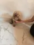 Той Пудел момиче , снимка 1