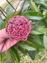 Hoya pubicalyx, снимка 1