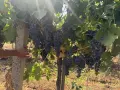 Грозде за вино и ракия, снимка 2