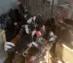 декоративни петлета , снимка 2