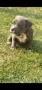 Американско були покет  American bully , снимка 8
