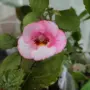 ахименес различни видове, снимка 7