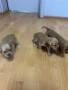 Кокер шпаньол , снимка 7