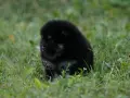 Померан Померанче черно с подпали, снимка 3
