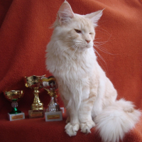 Мейн куун котенца от лицензиран развъдник, снимка 4 - Мейн кун - 15085290