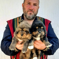 Тибетски мастиф в България , снимка 2 - Мастиф - 36306614