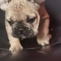 френски булдог /French Bulldog, снимка 9 - Френски булдог - 44400276