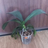 Орхидея фаленопсис в бял цвят, снимка 2 - Стайни растения - 36101970