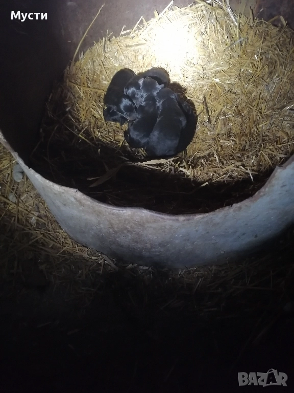 малки териер чета само сереожни да пишат. , снимка 1