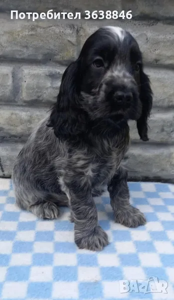 Английски кокер шпаньол, снимка 1