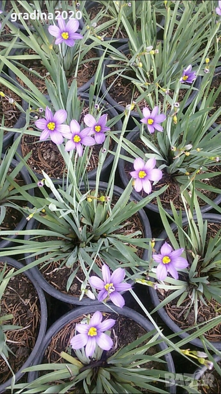 Сисиринхиум – изящната красота във вашия дом, снимка 1