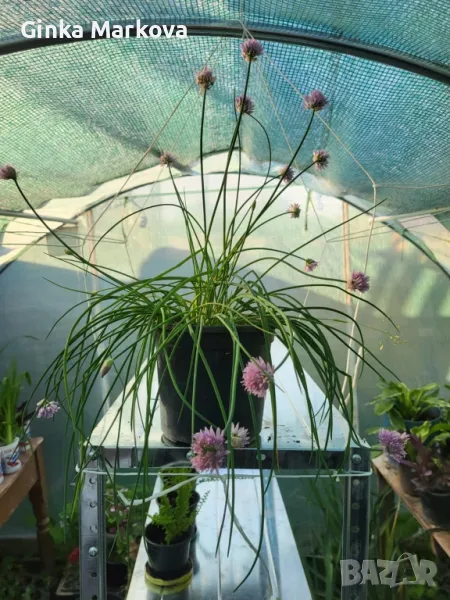 Сибирски лук - 2лв., снимка 1