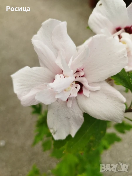хибискус градински, снимка 1