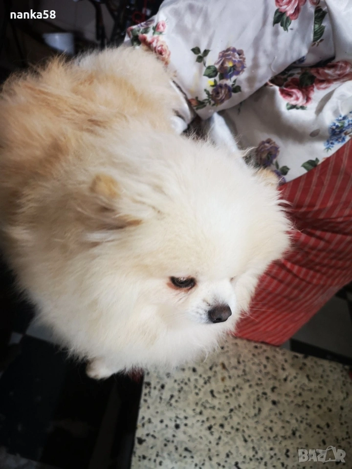 Продавам померанка, снимка 1