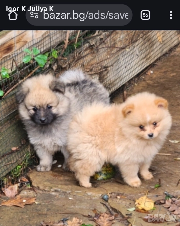 Померан мини шпицове , снимка 1