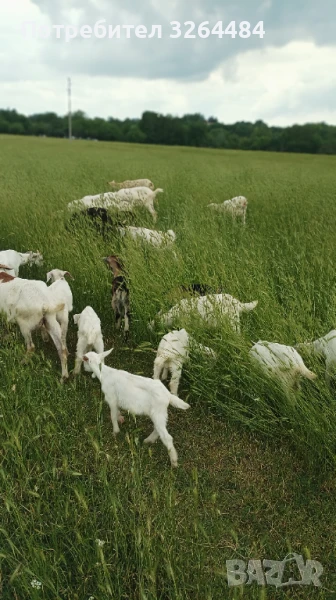 Продавам кози ббм, снимка 1