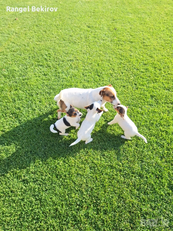 Джак ръсел, снимка 1